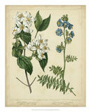 Cottage Florals I Posters par Sydenham Teast Edwards