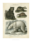 Brown Bear & Polar Bear Posters by Sydenham Teast Edwards