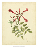 Catesby Bird & Botanical VI Print by Mark Catesby