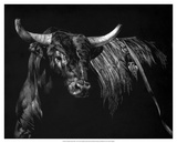 Brindle Rodeo Bull Posters by Julie Chapman