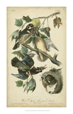 Audubon Wood Duck Posters by John James Audubon