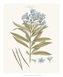 Bashful Blue Florals III Prints by John Miller