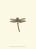 Miniature Dragonfly I Posters by Vision Studio