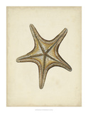 Sealife Collection IV Poster