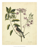Catesby Bird & Botanical I Poster par Mark Catesby