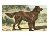 Man's Best Friend I Art