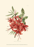 Flowering Shrub II Prints by Edmonston & Douglas 
