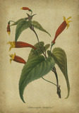 Vermilion Blooms IV Posters by Paxton 