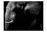 Wildlife Scratchboards III Posters by Julie Chapman