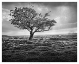 Elegance Prints by Martin Henson