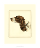 Danchin Cocker Spaniel Posters by Danchin 