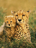Cheetah and Cub, Masai Mara Reserve, Kenya Photographic Print by Frans Lanting