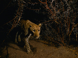 Leopard in Thornbush, Chobe National Park, Botswana Photographic Print by Frans Lanting