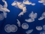 Moon Jellies, Monterey Bay Aquarium, California Photographic Print by Frans Lanting
