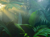 Rainforest Vegetation in Morning Light Photographie par Frans Lanting