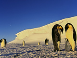 Emperor Penguin Family, Weddell Sea, Antarctica Photographic Print by Frans Lanting