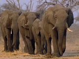 African Elephants Walking, Chobe National Park, Botswana Lámina fotográfica por Frans Lanting African Elephants Walking, Chobe National Park, Botswana Lámina fotográfica por Frans Lanting