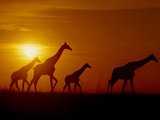 Giraffes at Sunset, Okavango Delta, Botswana Fotografisk tryk af Frans Lanting Giraffes at Sunset, Okavango Delta, Botswana Fotografisk tryk af Frans Lanting