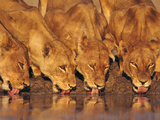 Lionesses Drinking at Waterhole, Chobe National Park, Botswana Photographic Print by Frans Lanting