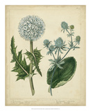 Cottage Florals III Poster by Sydenham Teast Edwards
