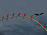 Southern Carmine Bee Eaters, Luangwa Valley, Zambia Photographie par Frans Lanting