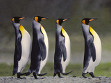 King Penguins Courting, South Georgia Island Photographie par Frans Lanting