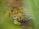 Leopard, Niokolo-Koba National Park, Senegal Fotografisk tryk af Frans Lanting Leopard, Niokolo-Koba National Park, Senegal Fotografisk tryk af Frans Lanting