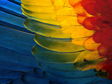 Scarlet Macaw Wing Plumage, Manu National Park, Peru Photographic Print by Frans Lanting