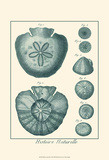 Shells in Aqua III Posters by Vision Studio