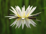 Water Lily Blooming, Okavango Delta, Botswana Fotografisk tryk af Frans Lanting Water Lily Blooming, Okavango Delta, Botswana Fotografisk tryk af Frans Lanting