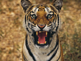 Bengal Tiger Snarling, Western Ghats, India Photographic Print by Frans Lanting