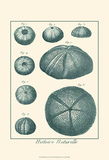 Shells in Aqua II Prints by Vision Studio