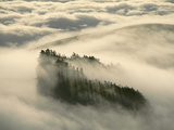 Redwoods in Fog, Monterey Bay, California Photographic Print by Frans Lanting