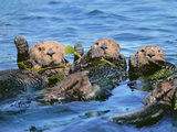 Sea Otters in Kelp, Monterey Bay, California Photographic Print by Frans Lanting