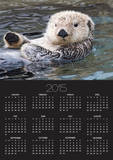 Southern sea otter hold paws up to conserve heat Prints by Hal Beral
