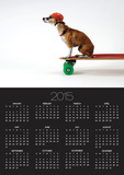 Chihuahua on a Skateboard Prints by Chris Rogers