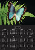 Blue Common Morpho Butterfly on Fern Frond Posters by Kevin Schafer