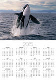 Breaching Killer Whale Prints by Tom Brakefield