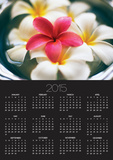 Frangipani Flowers in Bowl of Water Posters by Thomas M. Barwick