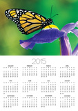 Monarch Butterfly on a Dutch Iris Posters by Darrell Gulin