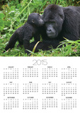 Baby Gorilla Kisses Silverback Male Posters by Paul Souders