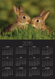 Young Rabbit Kits Rubbing Noses Posters by Andrew Parkinson