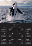 Breaching Killer Whale Prints by Tom Brakefield