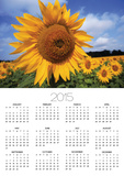 Sunflower field, summer Print by Tony Craddock