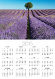 Lavender Field and Almond Tree in Provence Posters by Frank Krahmer