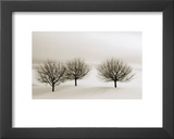 Snow Trees, New York Prints by Dickens 