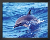 Dolphin (Solo) Posters