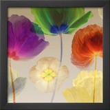 Poppy Panorama I Art by Robert Mertens