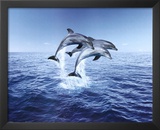 Dolphin Trio Prints