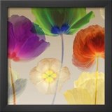 Poppy Panorama I Posters by Robert Mertens